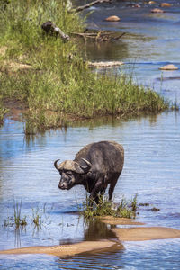 Elephant drinking water in lake