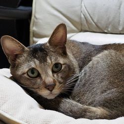 Close-up of cat resting on bed