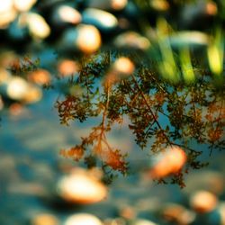 Reflection of tree in water