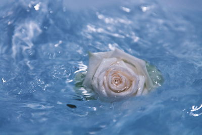 Close-up of white rose in water