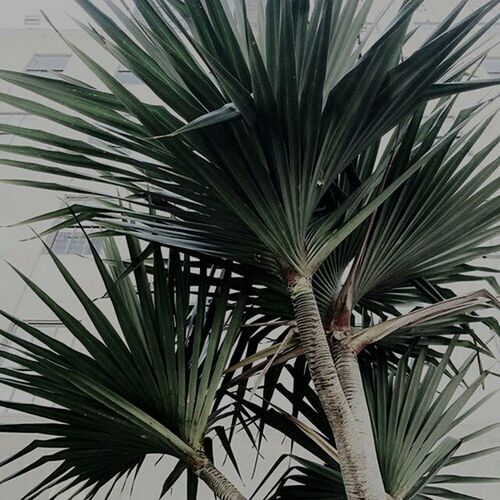 palm tree, growth, plant, palm leaf, leaf, low angle view, nature, beauty in nature, day, green color, growing, outdoors, no people, tranquility, close-up, tropical climate, tree, backgrounds, sky, sunlight