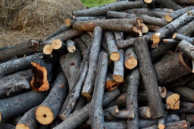 Stack of logs in forest