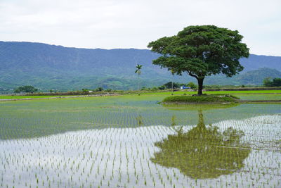 Scenic view of agricultural field against sky