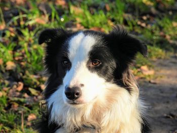 Close-up portrait of dog on field