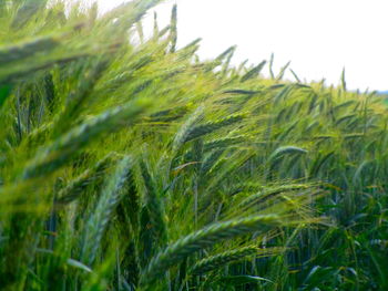 Close-up of crops growing on field against sky