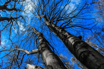 Low angle view of bare tree against sky