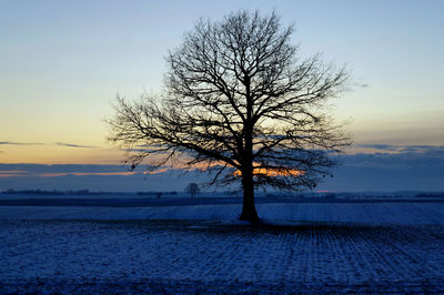 Silhouette bare tree on field against sky during sunset