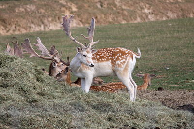 Deer in a field