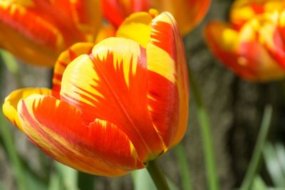 Close-up of tulips