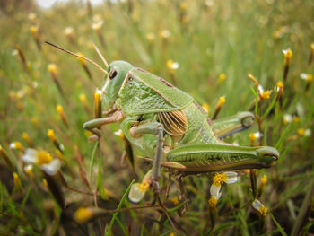 Close-up of insect on plant