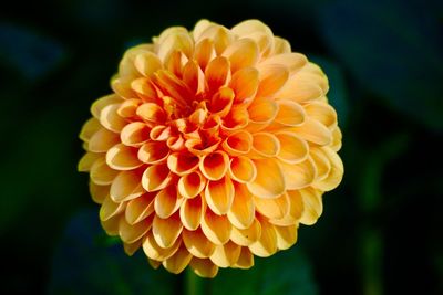 Close-up of orange dahlia