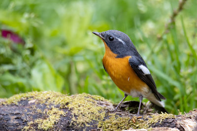 A migration bird mugimaki flycatcher on the branch found in sabah borneo