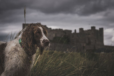 Dog standing on field