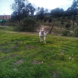 Dog on grassy field