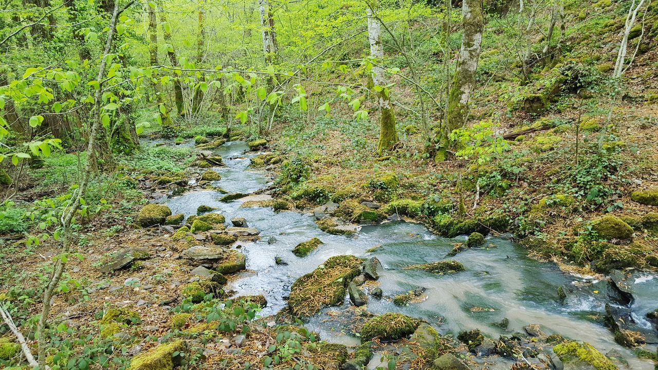 STREAM FLOWING THROUGH FOREST