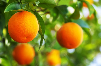 Close-up of oranges on tree