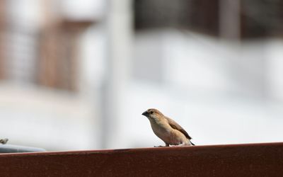 Side view of a bird against blurred background