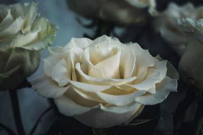 Close-up of white rose blooming outdoors