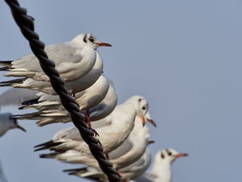 Low angle view of seagulls perching on rope against sky