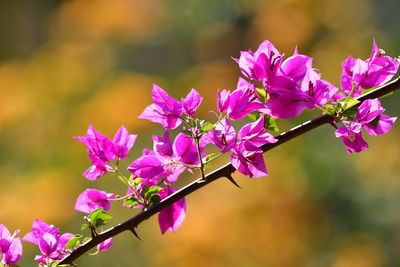 Close-up of pink flowering plant