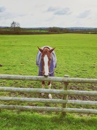 Rear view of horse on field