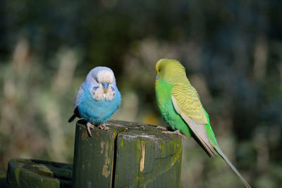 Close-up of parrot perching on tree