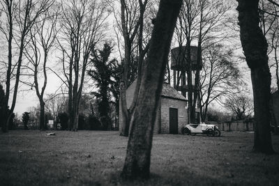 Bare trees in the park