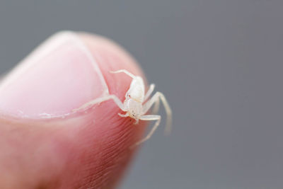 Close-up of pink fruit against white background