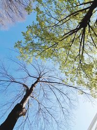 Low angle view of cherry tree against clear blue sky