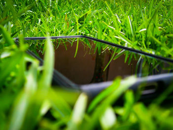 Close-up of fresh green grass