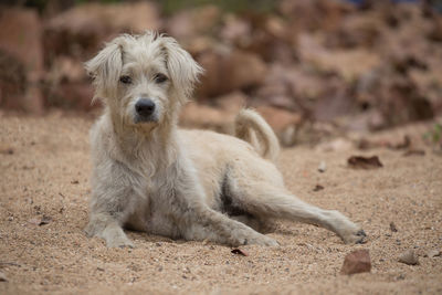 Portrait of dog relaxing on field