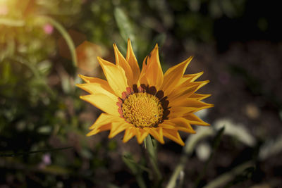 Close-up of yellow flower