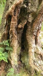 Close-up of tree trunk