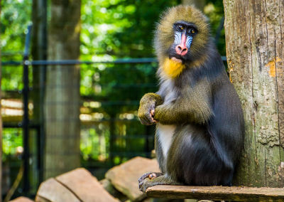 Monkey sitting in a zoo