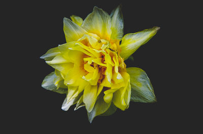 Close-up of yellow flower against black background