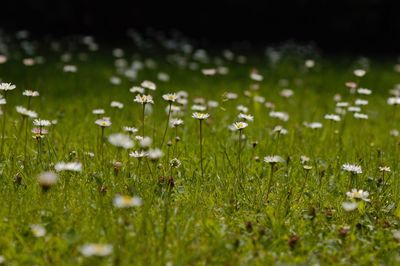 Close-up of white flowering plants on field