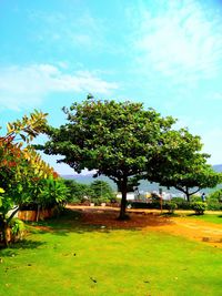 Trees on field against sky