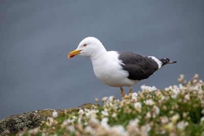 Close-up of seagull perching on rock