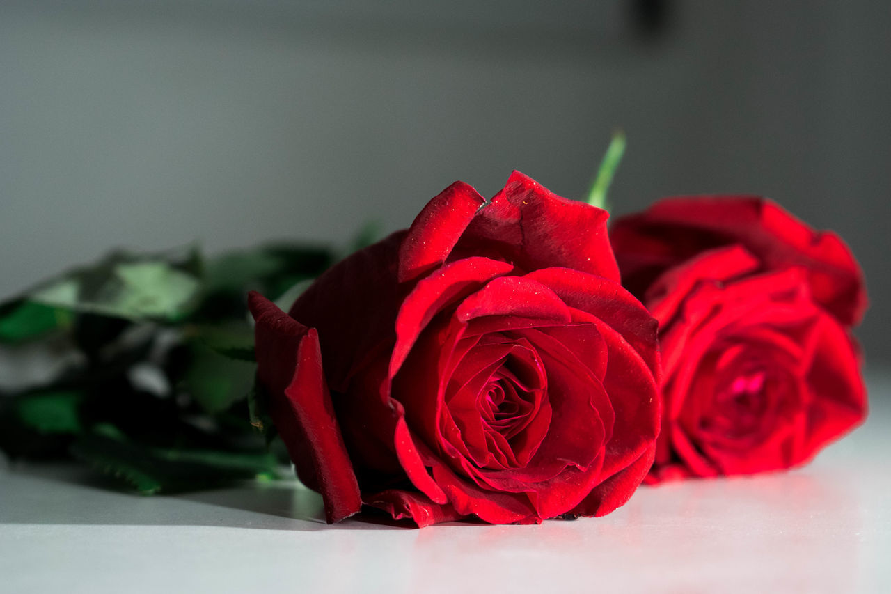 CLOSE-UP OF RED ROSE