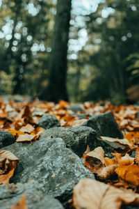 Close-up of fallen leaves in forest