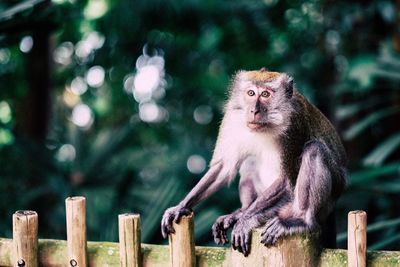 Alert monkey looking away on wooden fence