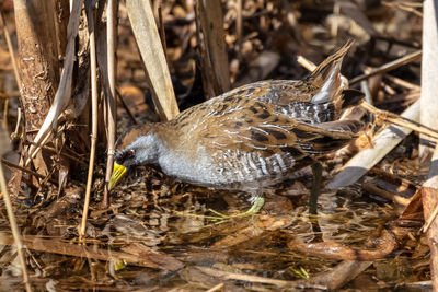 Close-up of a soraya bird in the wetlands 