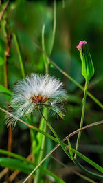 Close-up of white dandelion flower