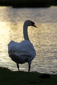 Black swan on a lake