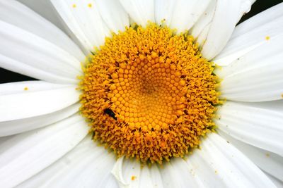 Close-up of white daisy