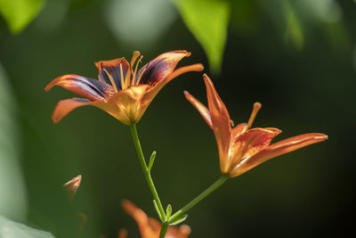 Close-up of flowering plant