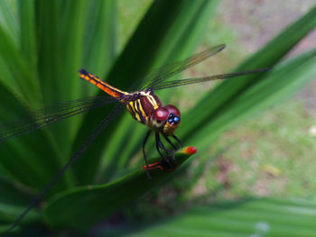 Close-up of insect on leaf