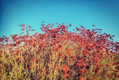 Low angle view of flowers against clear blue sky