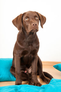 Close-up of dog sitting against white background