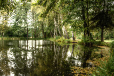 Reflection of trees in lake